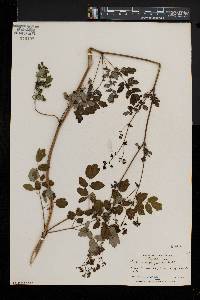 Thalictrum pubescens image