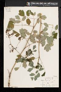 Thalictrum pubescens image