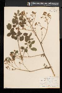 Thalictrum pubescens image