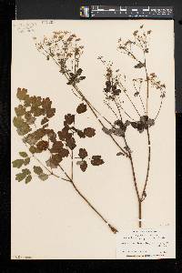 Thalictrum pubescens image