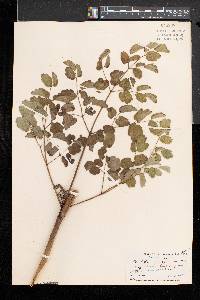 Thalictrum pubescens image