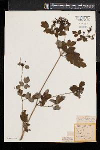 Thalictrum pubescens image