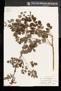 Thalictrum pubescens image