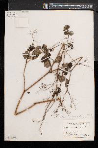 Thalictrum pubescens image