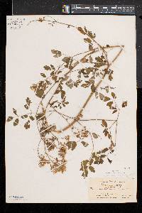 Thalictrum pubescens image