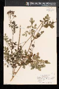 Thalictrum pubescens image