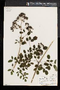 Thalictrum pubescens image