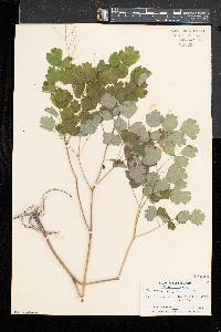 Thalictrum pubescens image