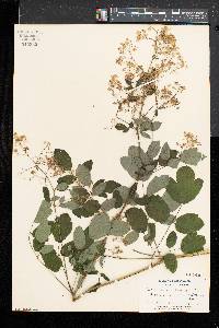 Thalictrum pubescens image