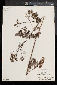 Thalictrum pubescens image