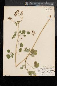 Thalictrum pubescens image