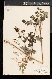 Thalictrum pubescens image