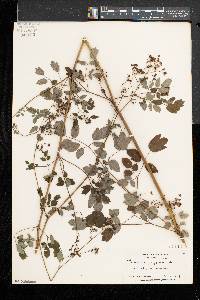 Thalictrum pubescens image