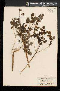 Thalictrum pubescens image