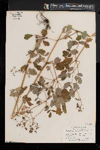 Thalictrum pubescens image