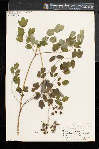 Thalictrum pubescens image