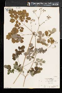 Thalictrum pubescens image