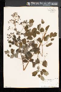 Thalictrum pubescens image