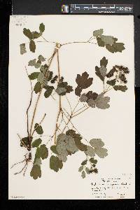 Thalictrum pubescens image