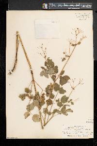 Thalictrum pubescens image