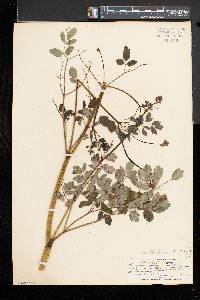 Thalictrum pubescens image