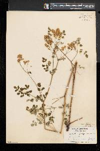 Thalictrum pubescens image