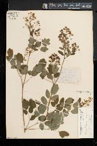 Thalictrum pubescens image