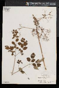 Thalictrum pubescens image