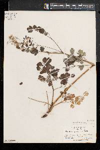 Thalictrum pubescens image