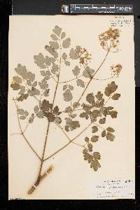 Thalictrum pubescens image