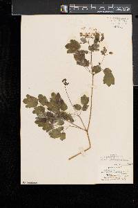 Thalictrum pubescens image