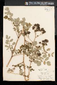 Thalictrum pubescens image