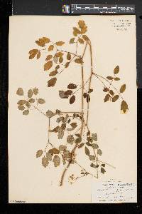 Thalictrum pubescens image