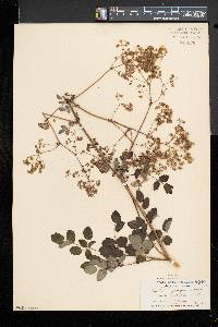 Thalictrum pubescens image