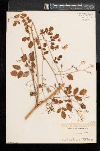 Thalictrum pubescens image