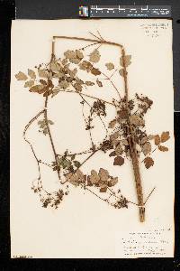 Thalictrum pubescens image