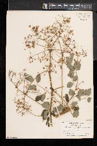 Thalictrum pubescens image