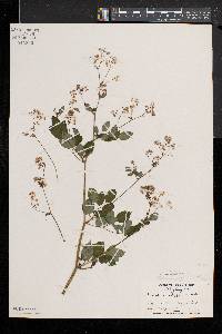 Thalictrum pubescens image