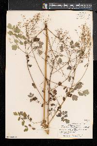 Thalictrum pubescens image