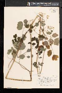 Thalictrum pubescens image