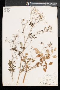 Thalictrum pubescens image