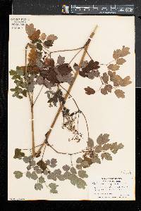 Thalictrum pubescens image