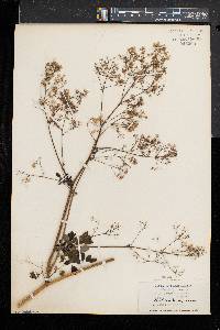 Thalictrum pubescens image