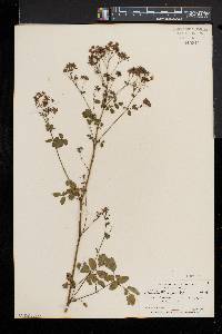 Thalictrum pubescens image