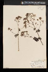 Thalictrum pubescens image