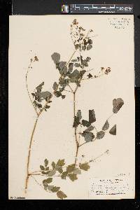 Thalictrum pubescens image