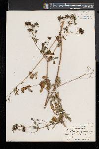 Thalictrum pubescens image