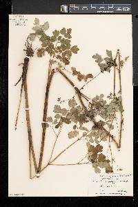 Thalictrum pubescens image