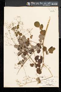 Thalictrum pubescens image