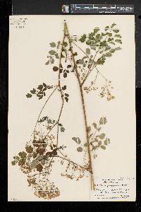 Thalictrum pubescens image